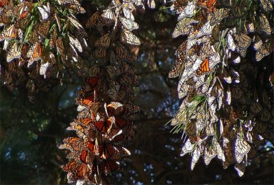 Monarchs in Pacific Grove