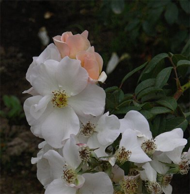 More Roses in the Evening