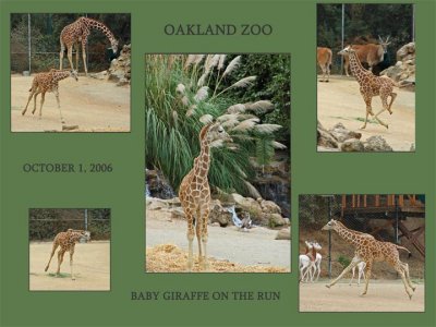 Baby Giraffe Album