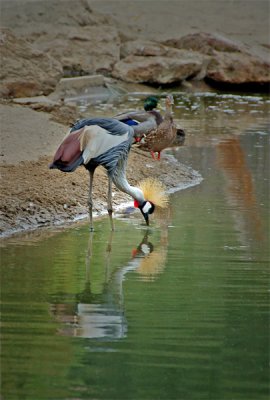 African Crowned Cranes