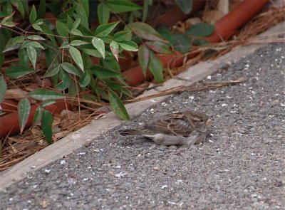 Nestled Sparrow