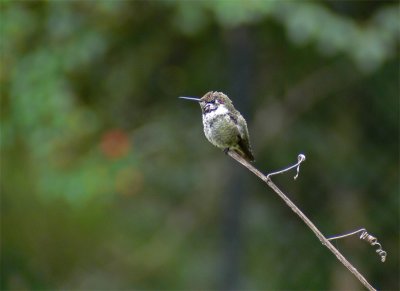 Hummingbird