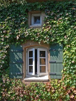 Ivy & Windows