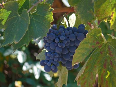 Ripened to Perfection