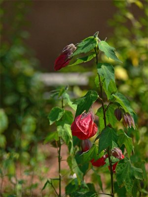 Red Blossom