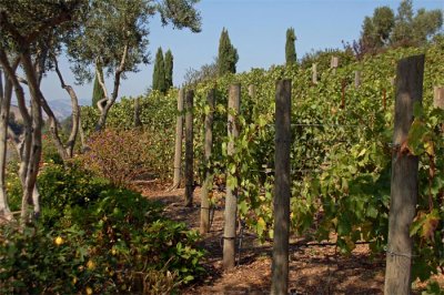 Vines on the Hill