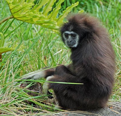 Sitting Gibbon
