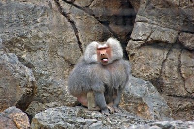 Baboon Tongue