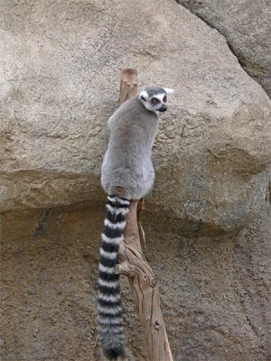A Lemur Look