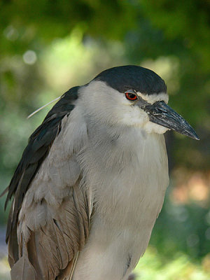 Smug Night Heron