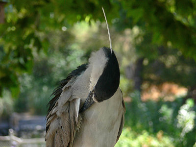 Preening