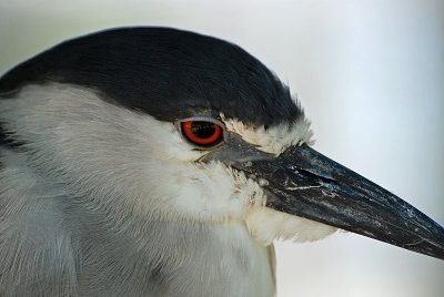 Head of Heron