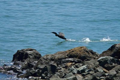 Cormorant Takes Off
