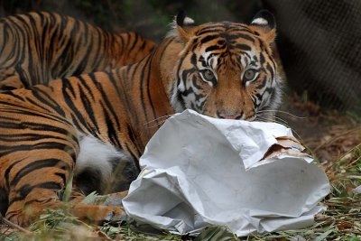 Mom Plays with Paper
