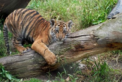 On the Log