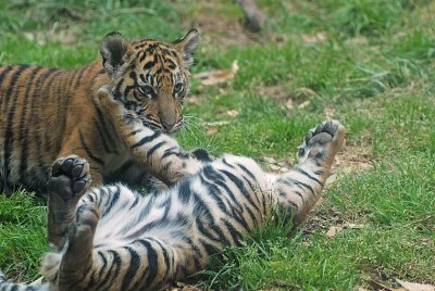 Laid Back