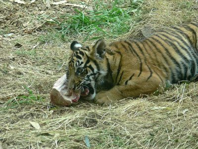 Biting Meat