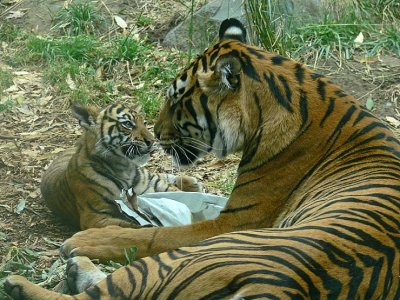 Nose to Nose