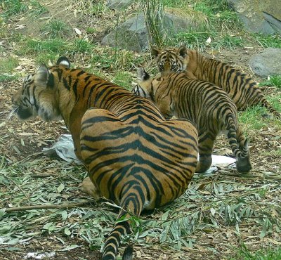 3 Rumps