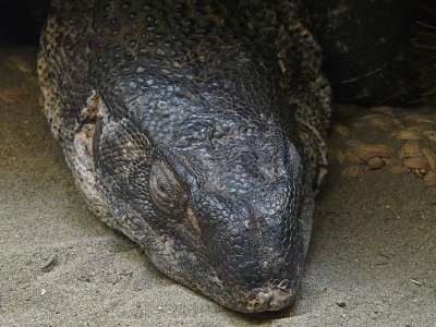Close View of Face