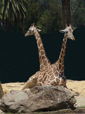 Two-Headed Giraffe