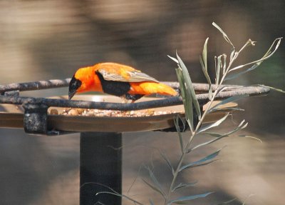 Orange Bishop