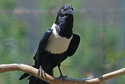 African Pied Crow