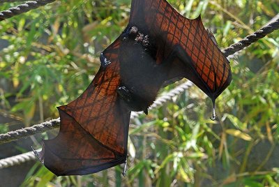 Island Flying Fox (Bat)
