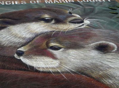 Close Up of Otters (Sq73)