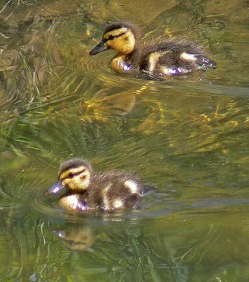 Reflection of Ducklings