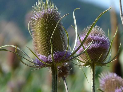 Two Teasels