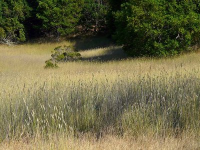 Evening Grasses