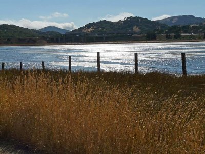 Lit Grasses & Bright Water