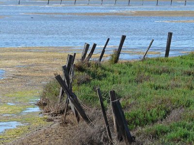 Fence at Water's Edge