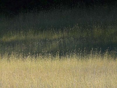 Evening Light