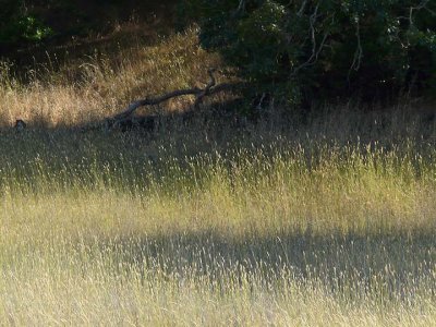 Grasses with Fallen Tree