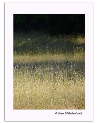 Striped Grasses
