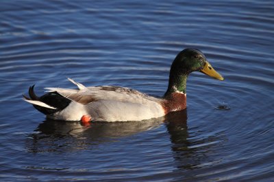 Mallard Duck