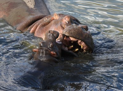 Mother and baby Hippo