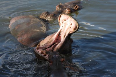Mother and baby Hippo