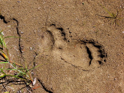 BLACK BEAR PRINTS.JPG