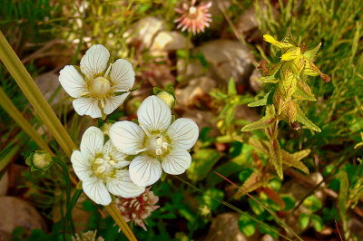 NORTHERN GRASS-OF-PARNASSUS.JPG