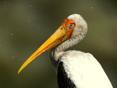 PAINTED STORK.JPG