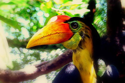 WRINKLED HORNBILL.JPG