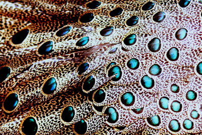 PEACOCK-PHEASANT OCELLI.JPG
