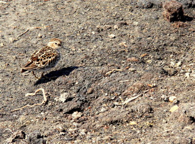 MIGRANT-LEAST SANDPIPER.jpg