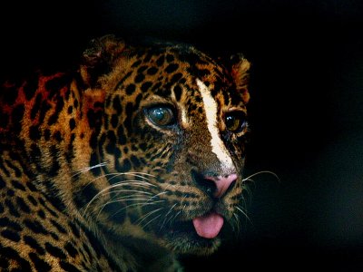 OLD LEOPARDjpg