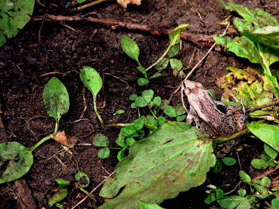 WOOD FROG FROM ABOVE.JPG