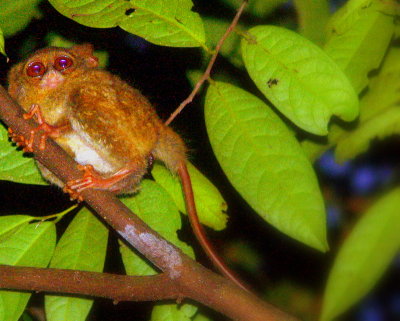 TARSIER #5.JPG