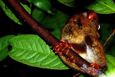 TARSIER #9.JPG